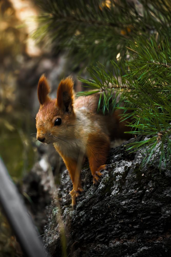 Photograph by Алексей Федоринин