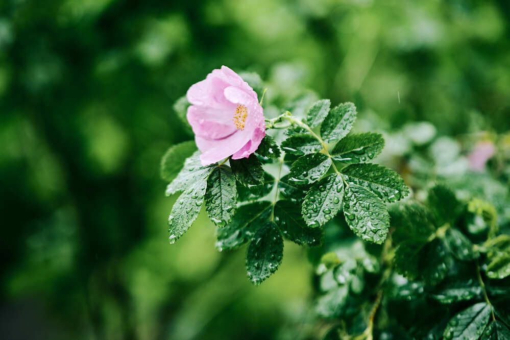 Photograph by Аверина Елена