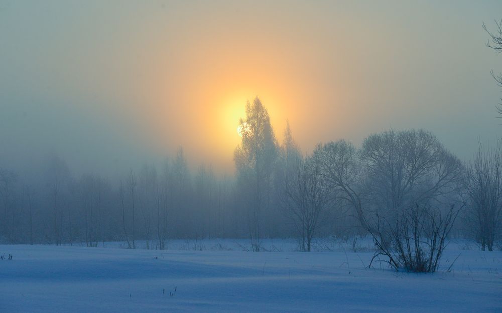 утро, деревья в инее