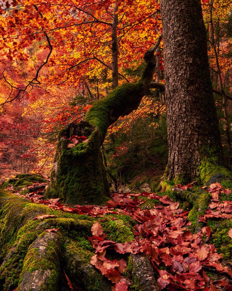 Photograph by Daniel Villalba Garcia