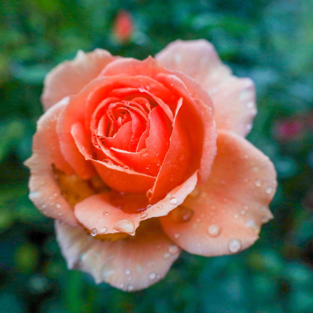 Photograph by Mikhail Tatanov