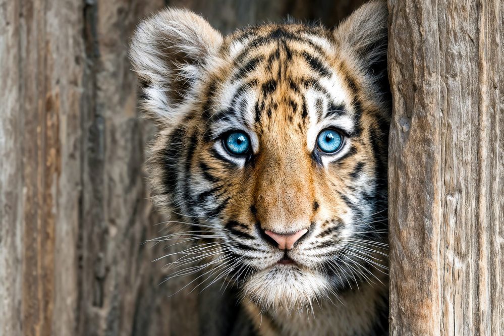 Photograph by Дмитрий Кононенко