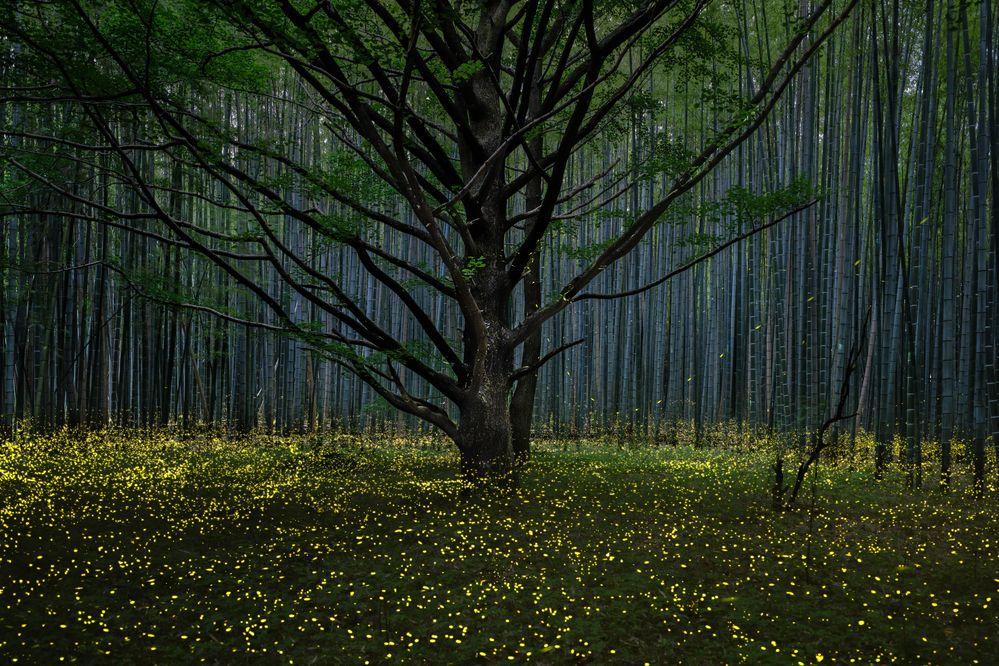 Photograph by Hiroki Matsubara