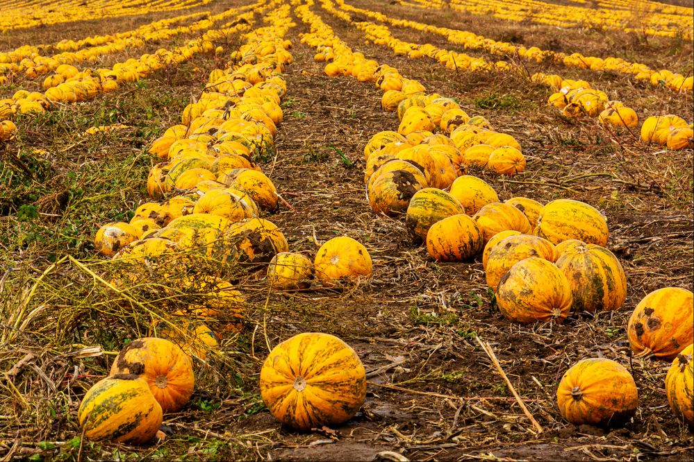 Photograph by Nikolai Barchan