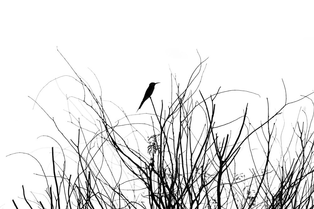 Photograph by Sekhar Kiran Krishanan