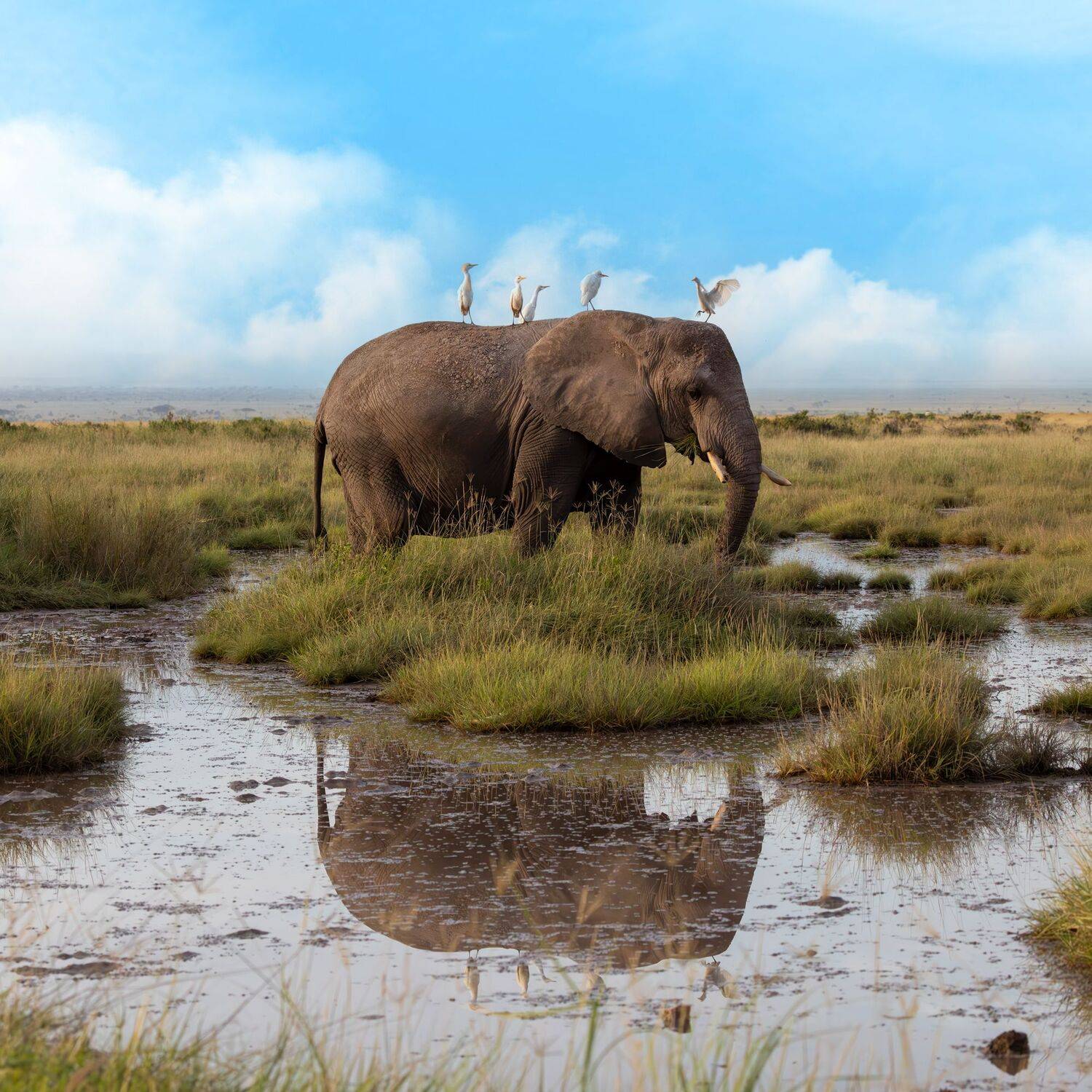 Nature Unleashed Nature Unleashed