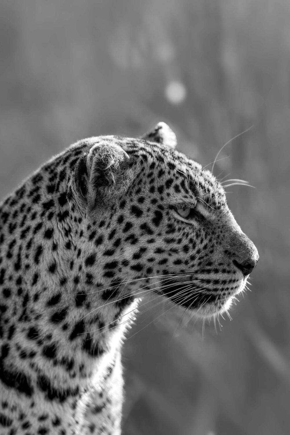 Фотография #12642935