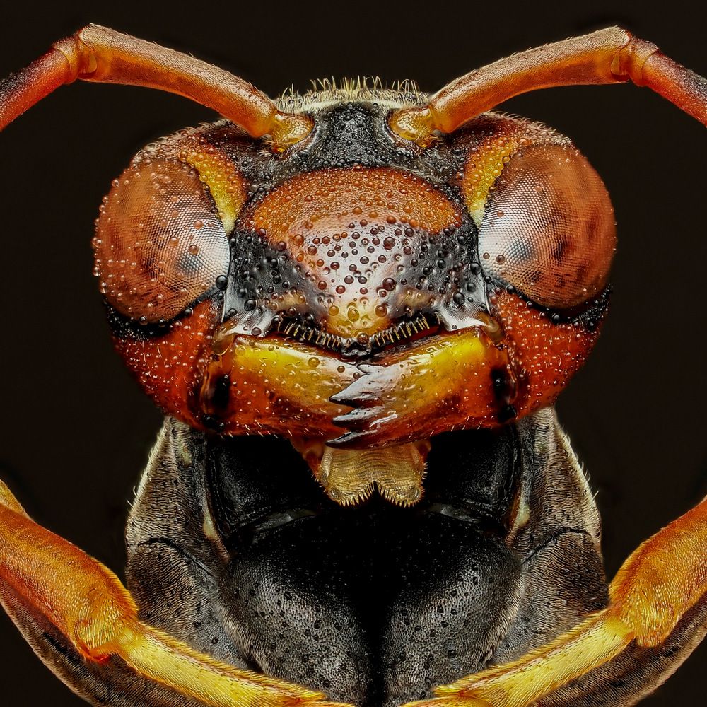 Northern paper wasp