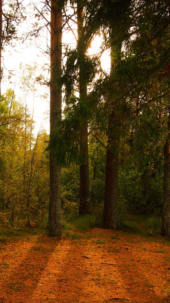 Photo #12643020