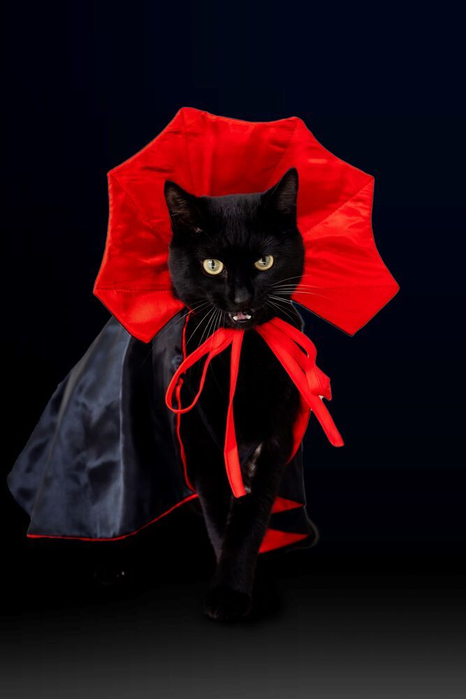 Фотография автора Анна Листишенко