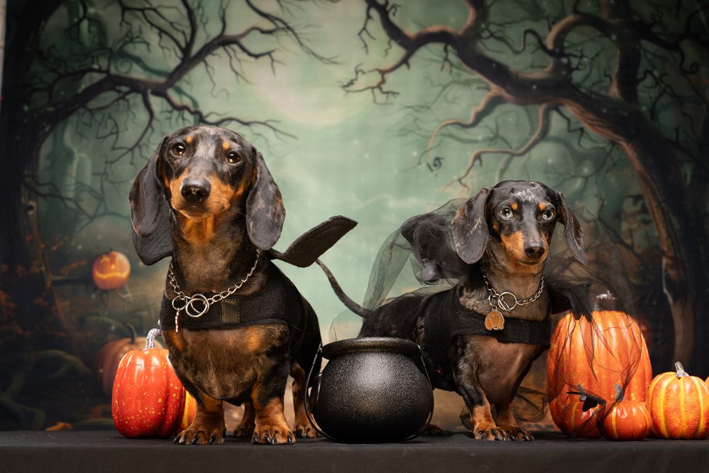 Фотография автора Almasconpelo