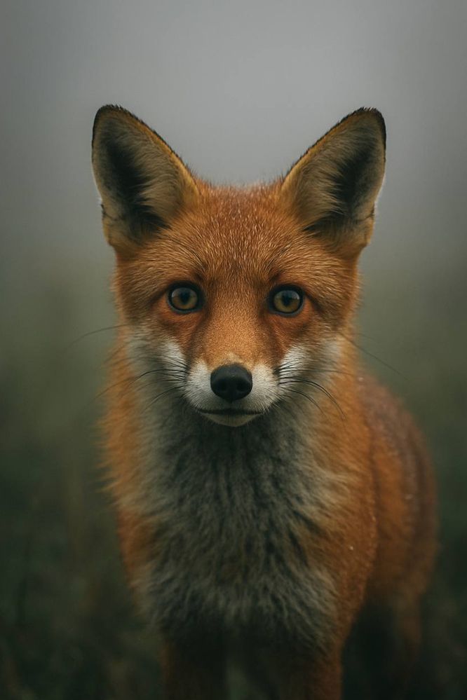 Photograph by Анастасия Пельменёва