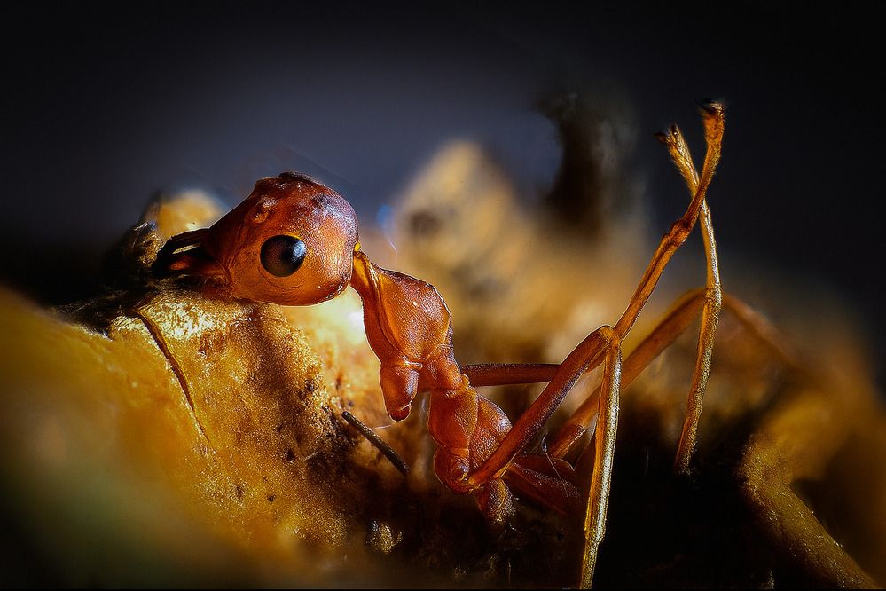 Фотография автора Dewindu H. Fernando