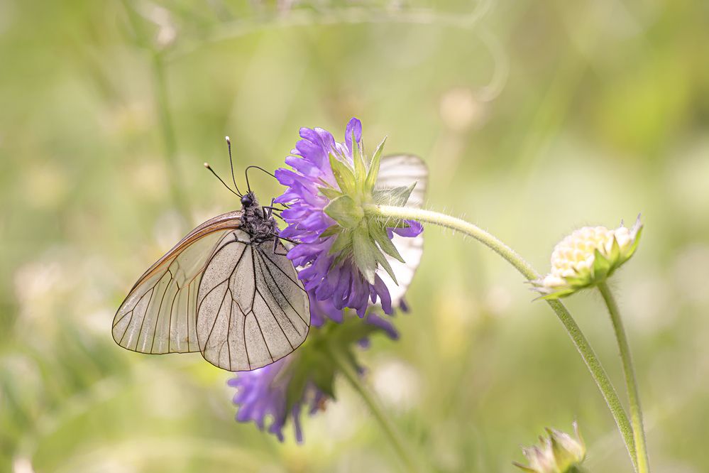 Photograph by Бурикова Екатерина