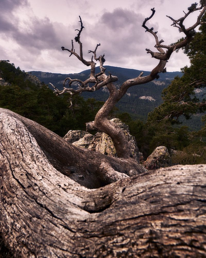 Photograph by Daniel Villalba Garcia