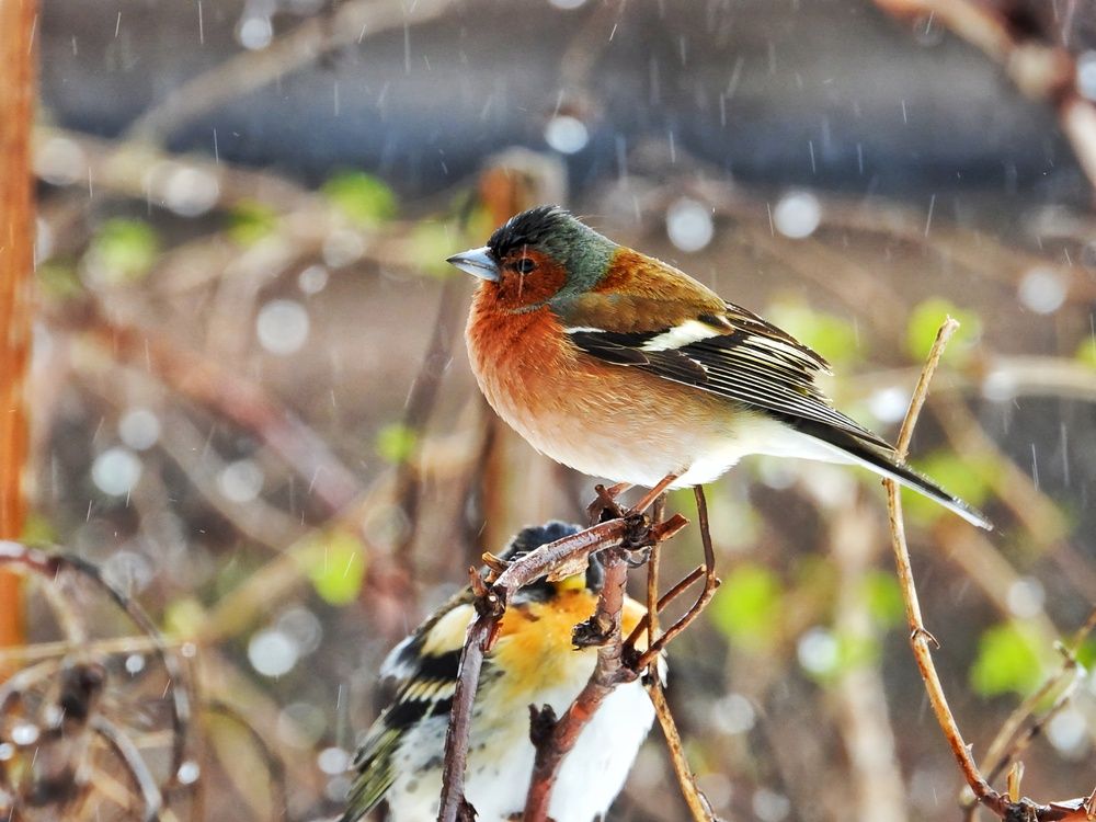 Photograph by Александр Шаварин