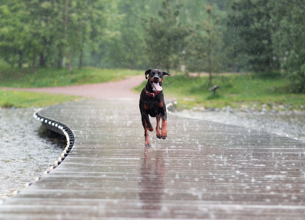 Photograph by Юлия Болдинова