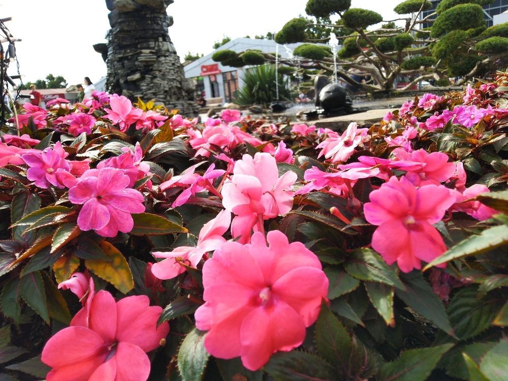 Фотография автора Анатолий Дячина