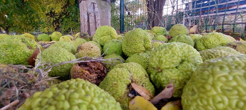 Фотография автора Анатолий Дячина