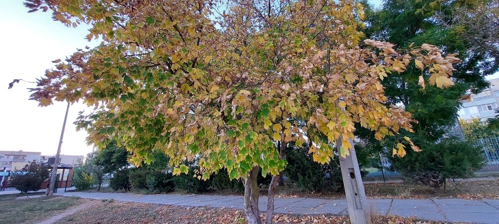 Фотография автора Анатолий Дячина