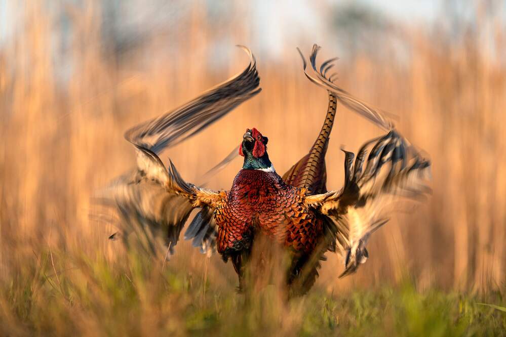Photograph by Artur Kokociński