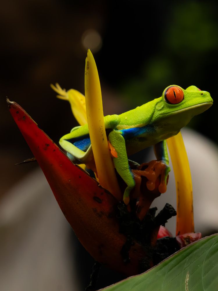 Red eyed Frog