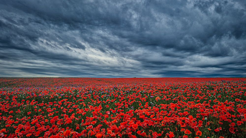 Red poppies