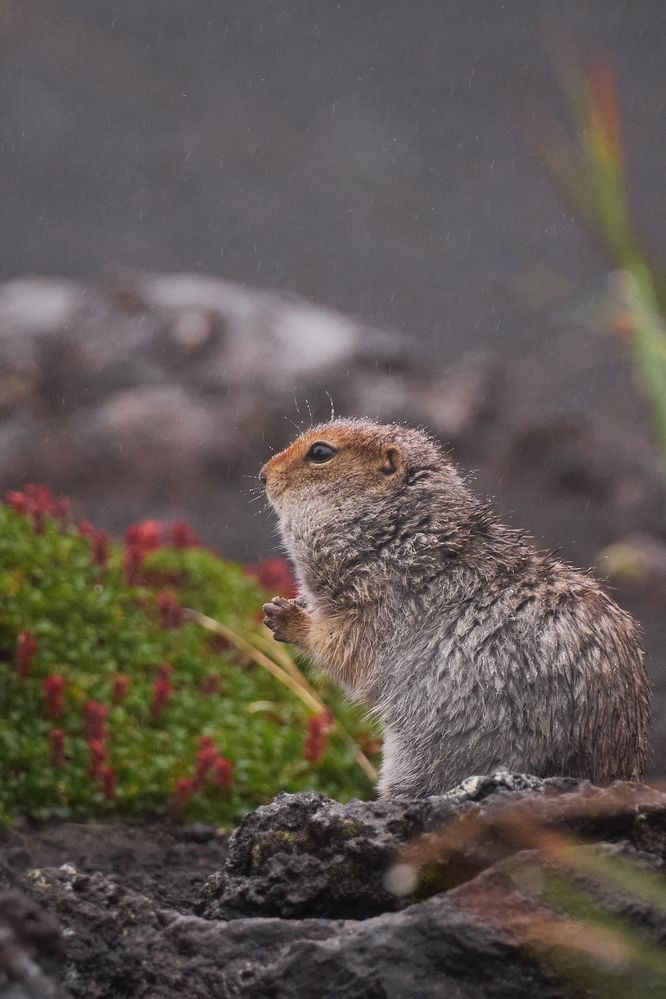 Фотография автора Ketov Vladimir