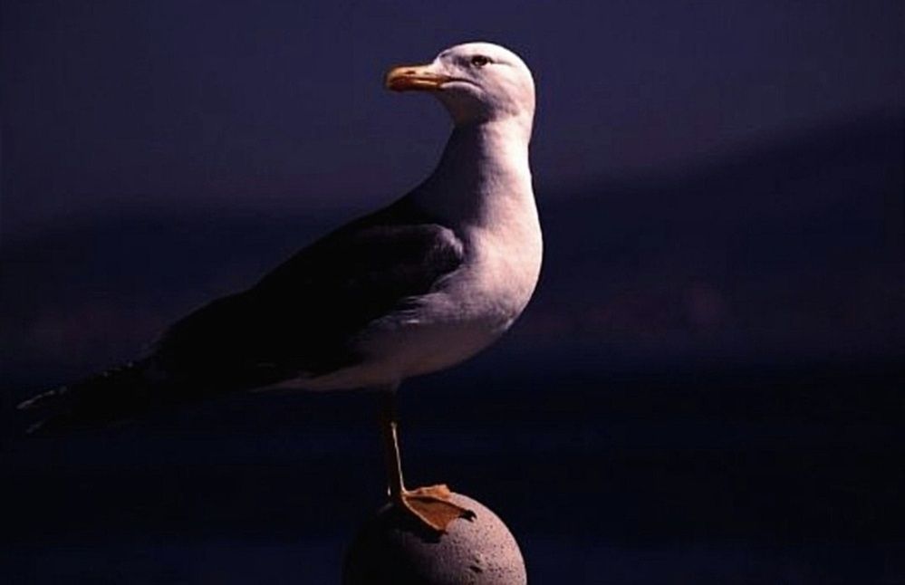 Photograph by Avi Behar