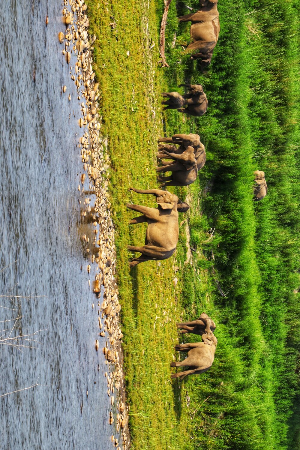 ELEPHANTS FROM DHIKALA