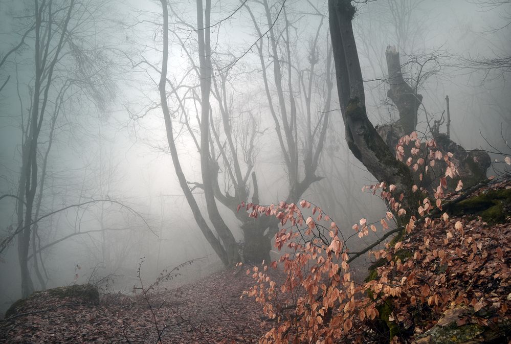 Фотография автора Шипунова Ирина