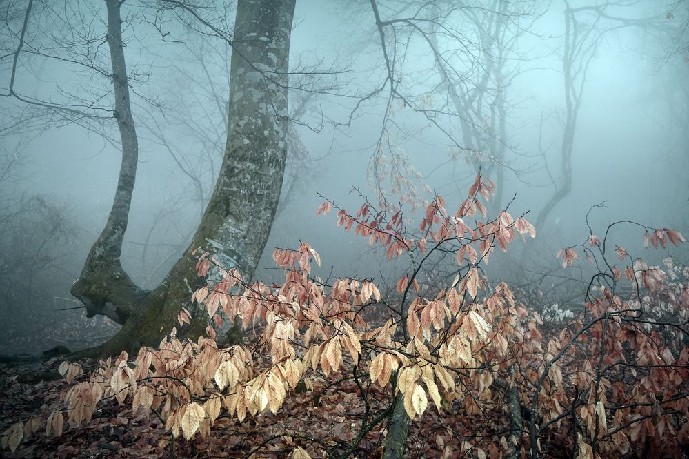 Фотография автора Шипунова Ирина