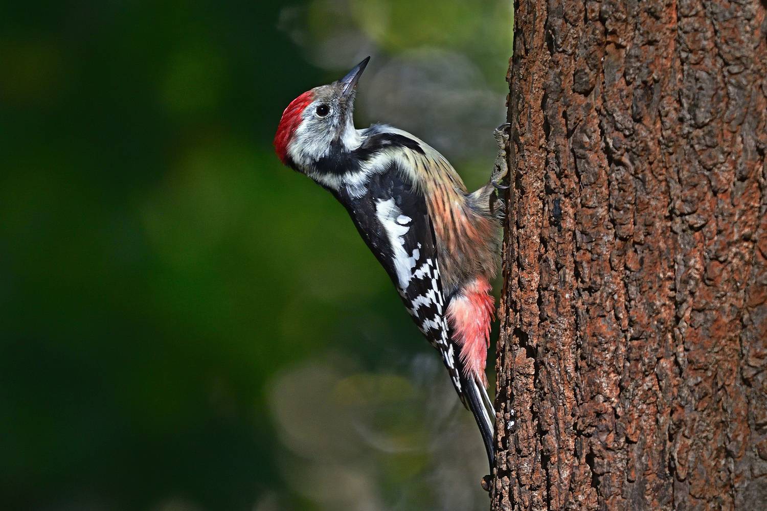 Фотография #12646343