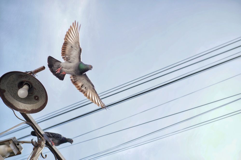 dove