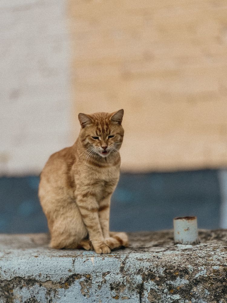 Photograph by Диана Бабошина