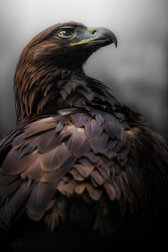 Golden Eagle