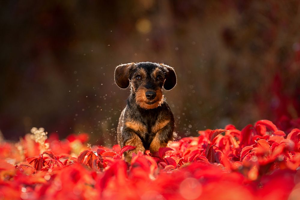 Photograph by Петракова Ольга