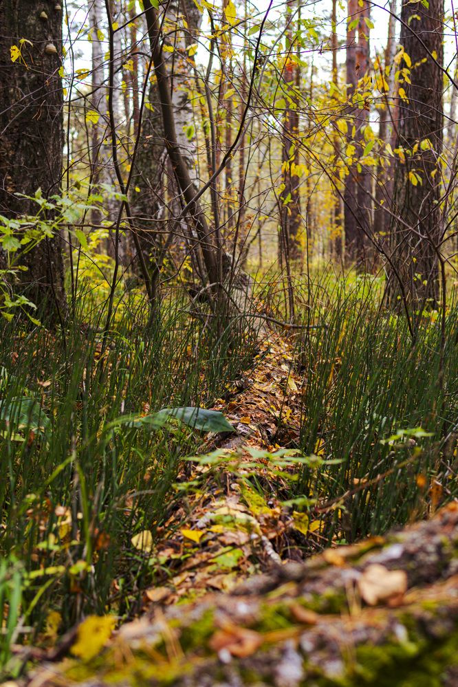 Photograph by Виктор Саврей