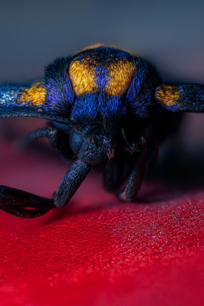 Photograph by Dewindu H. Fernando
