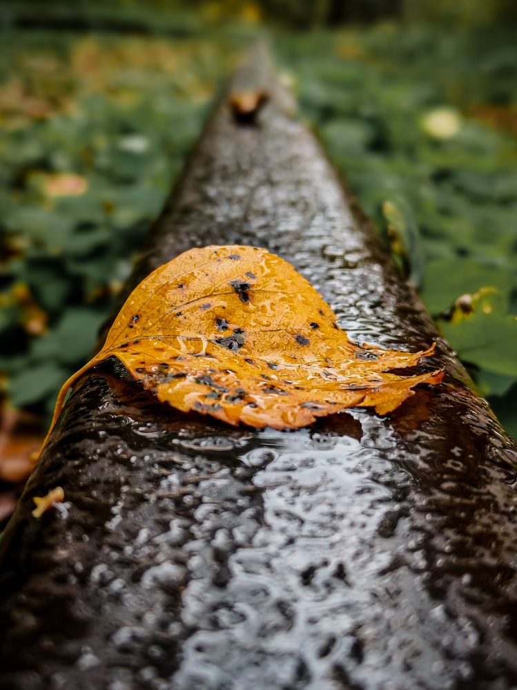 Фотография автора Александр Хухлов