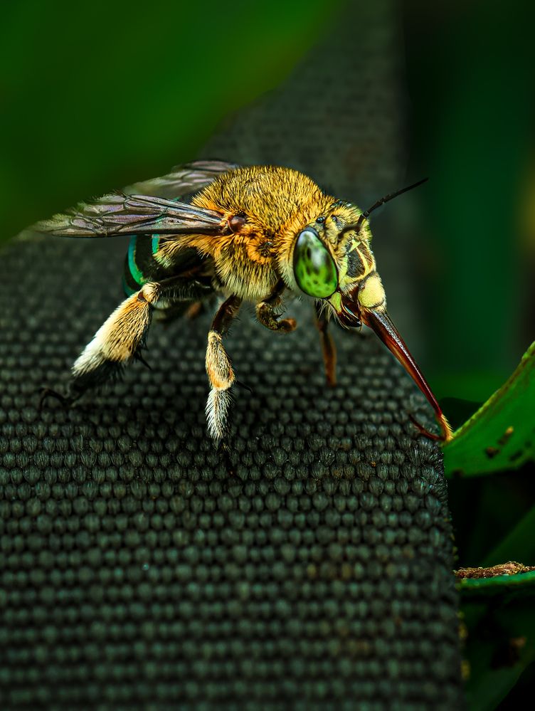 Photograph by Fendywfh