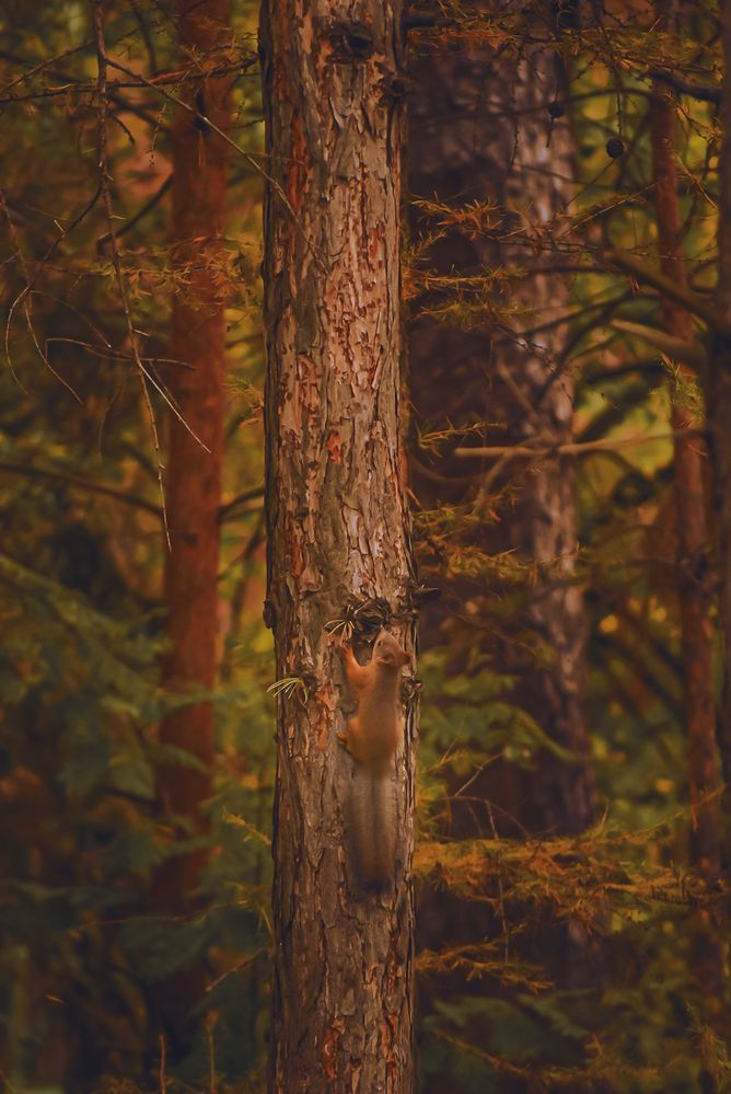Фотография автора Татьяна Лунюшкина