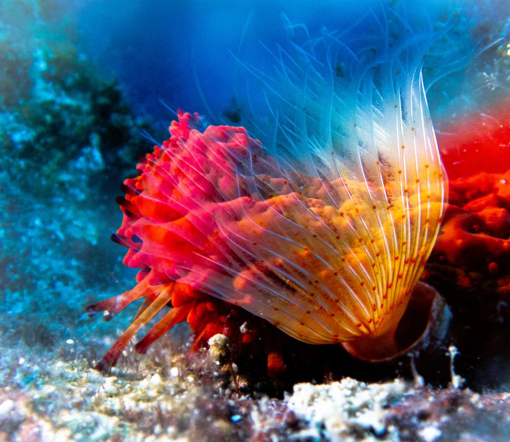 Tube Worm near Starfish Foot