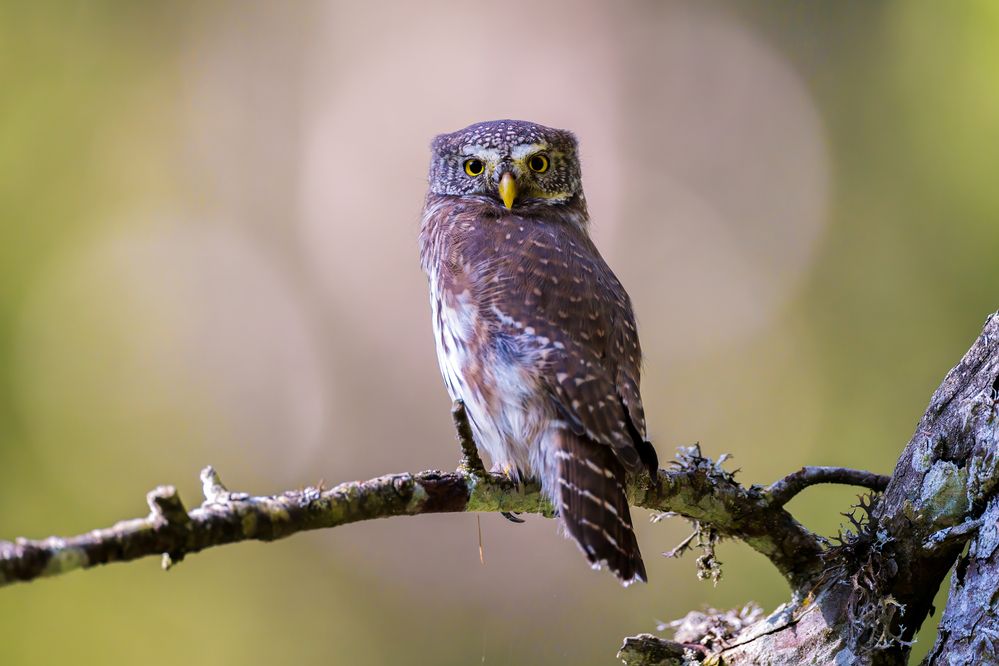 Photograph by Marco Rondi