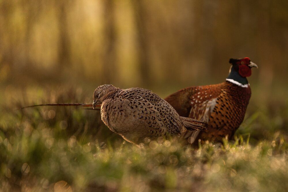 Photograph by Artur Kokociński