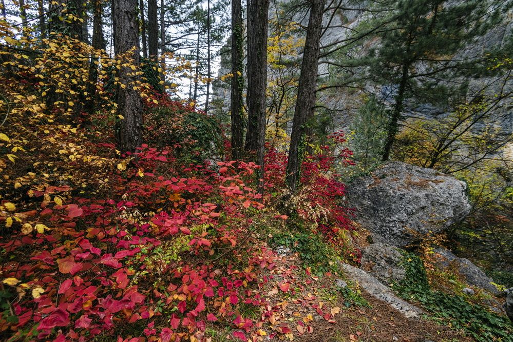 Праздник осенних красок