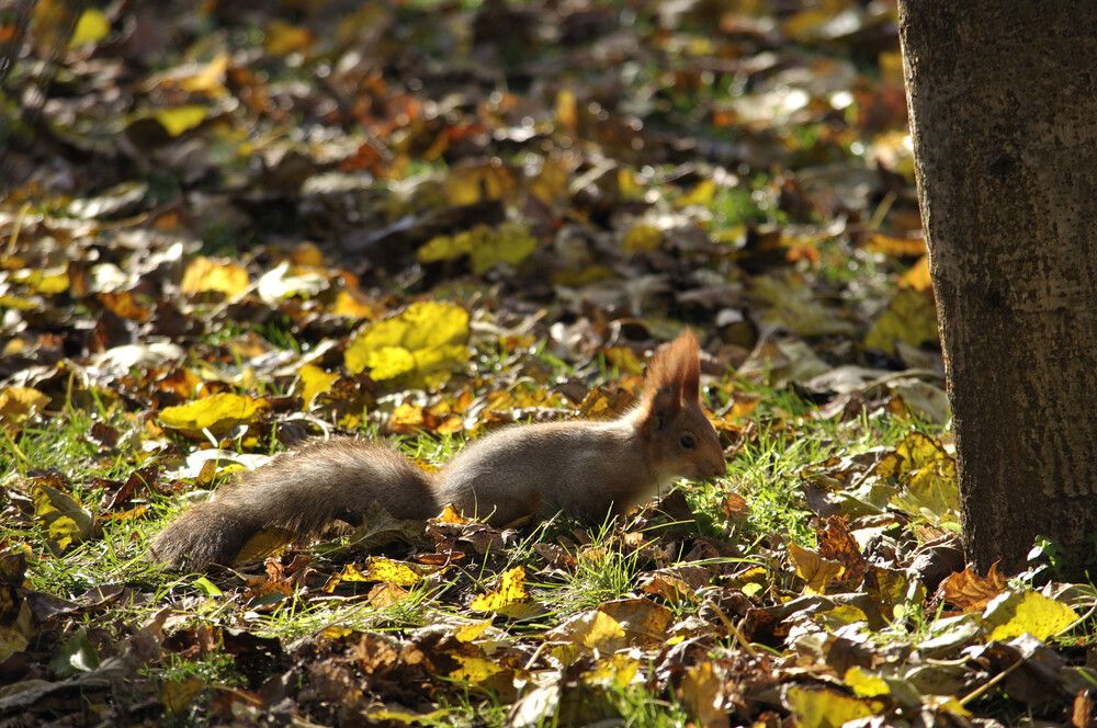 Фотография автора Татьяна Петренко