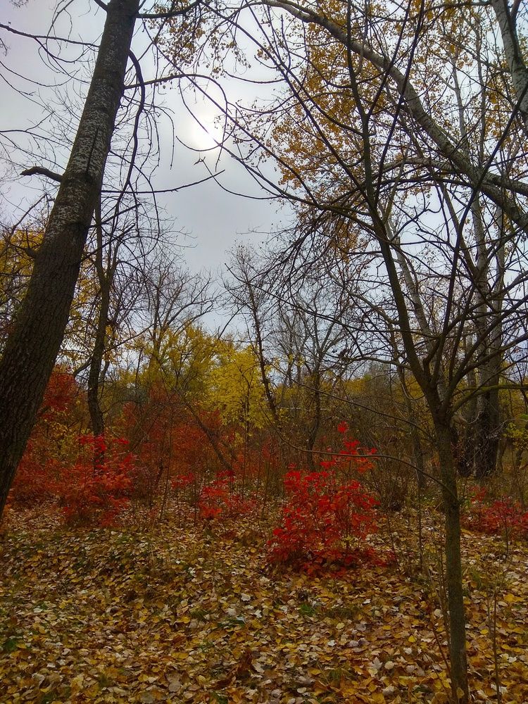 Фотография автора Татьяна Петренко