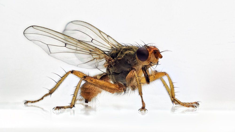 Опытный образец