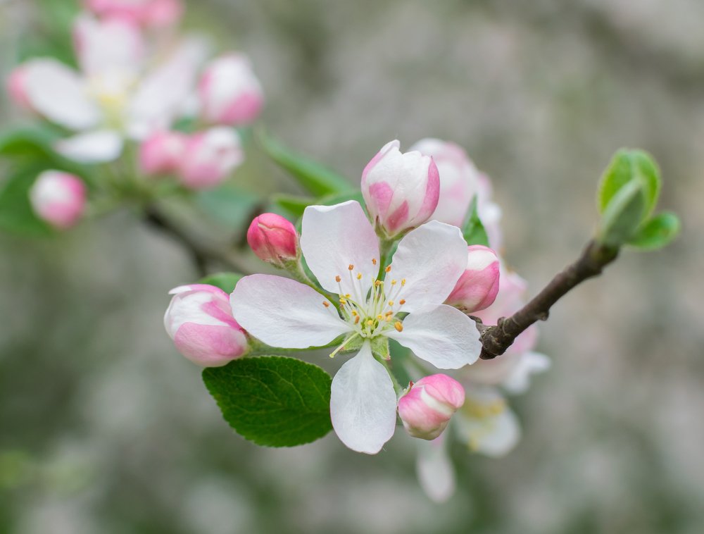 Цветение дикой яблони